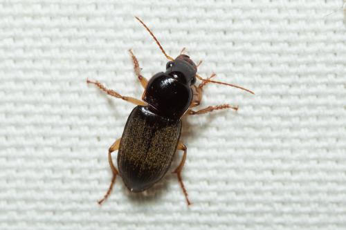 Réf. 207 738 : Pseudoophonus griseus